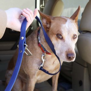 fox in waterproof seatbelt leash close up