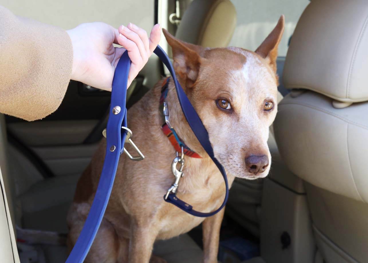 Car Dog Leash Seat Belt - Waterproof Biothane