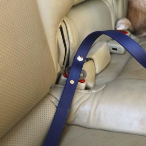 fox in waterproof seatbelt leash close up