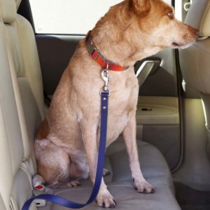 fox in waterproof seatbelt leash car dog lead heeler