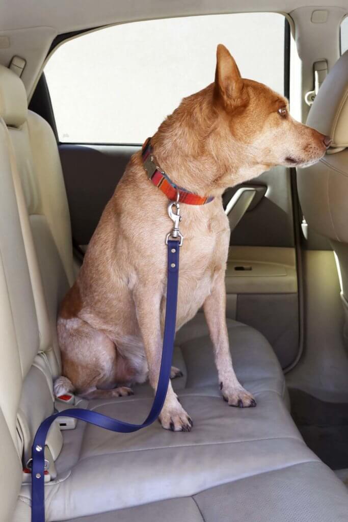 fox in waterproof seatbelt leash car dog lead heeler