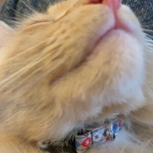 lenny engraving on jetsons cat collar