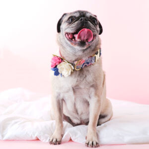 maggie dog collar flower lana canvas and corsage