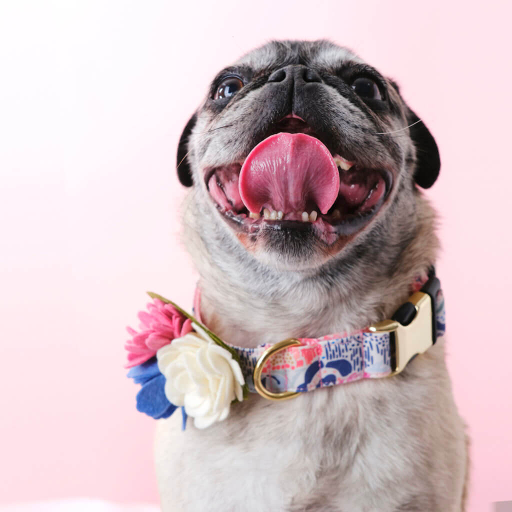 pug in dog collar corsage Lana