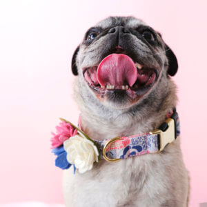 pug in dog collar corsage Lana