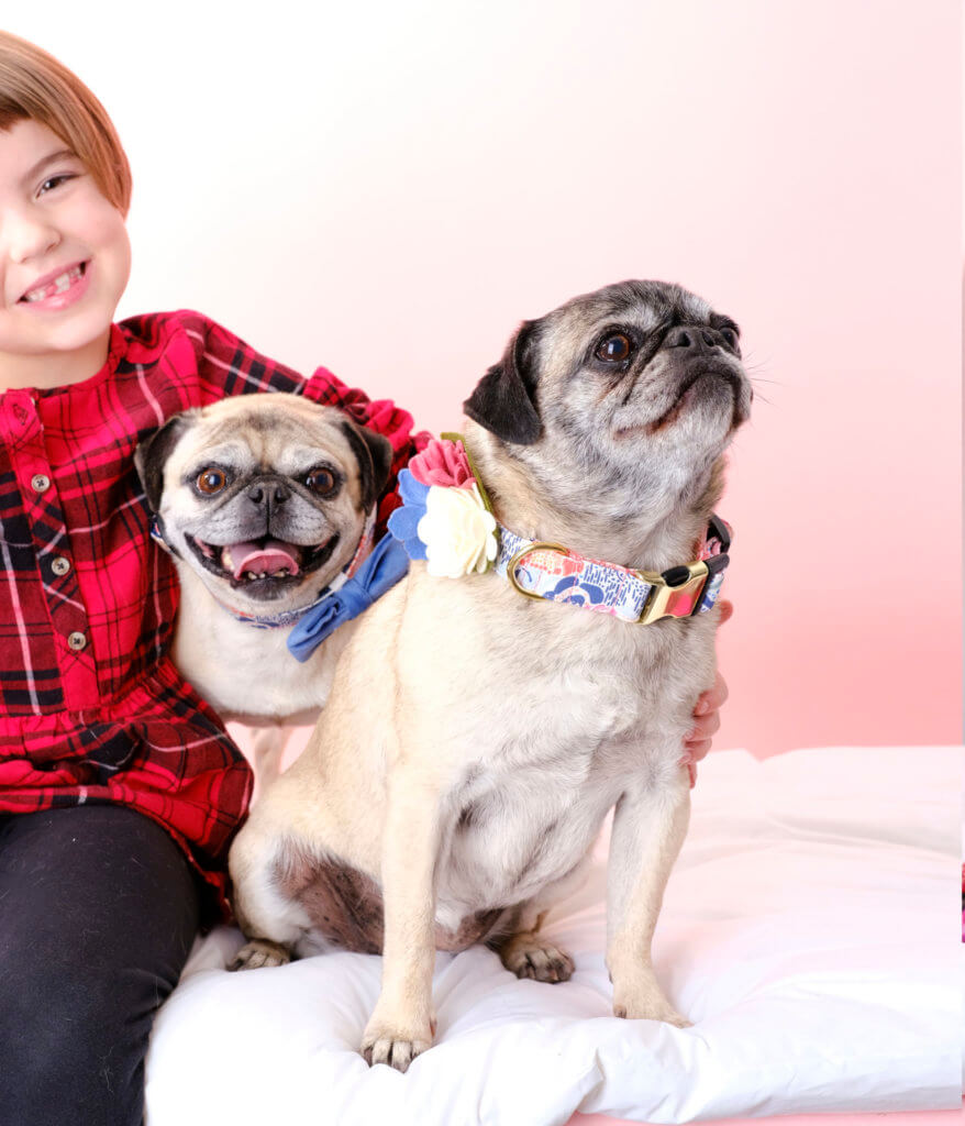 oillie maggie dog collar in lana collar and accessories