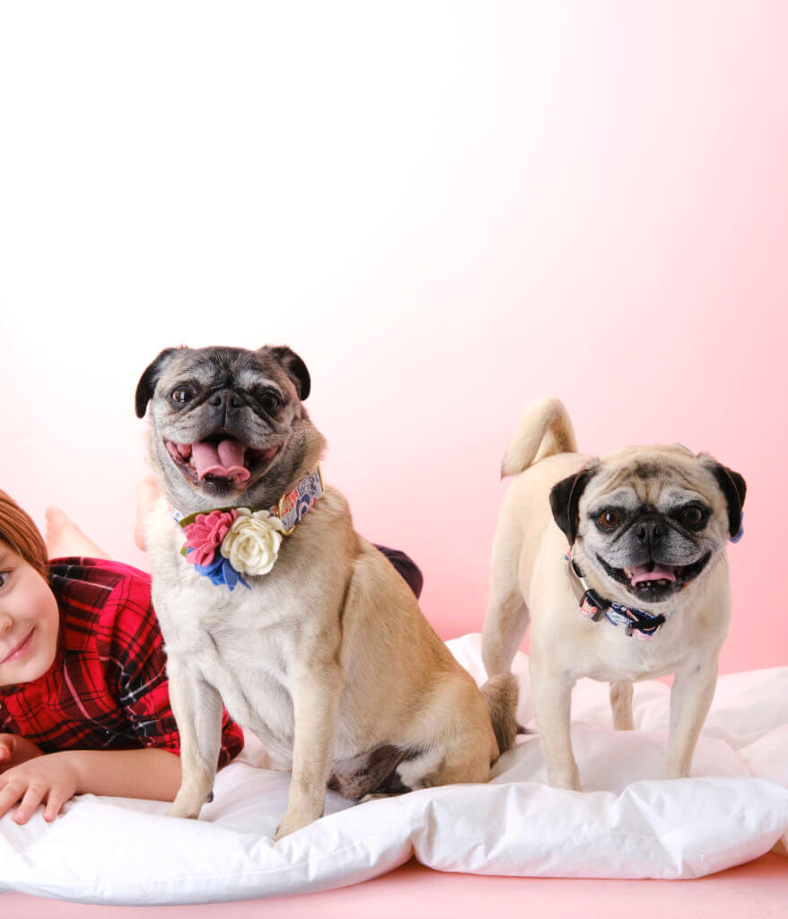 oillie maggie dog collar flowers lana canvas