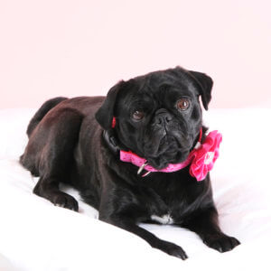 sesame pug valentine collar pink eve lace velvet flower zoe