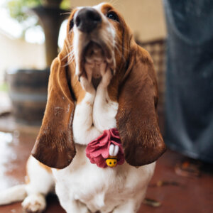 Basset hound bee flower accessory