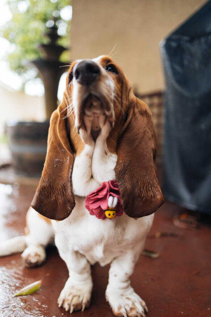 Basset hound bee flower accessory