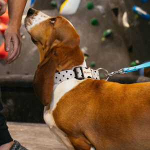 Basset hound dottie wide collar 1.5