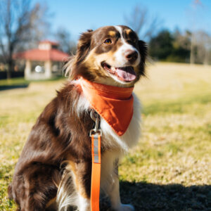 Baxter Orange Reflective Leash and Tangerine Velvet Bandana