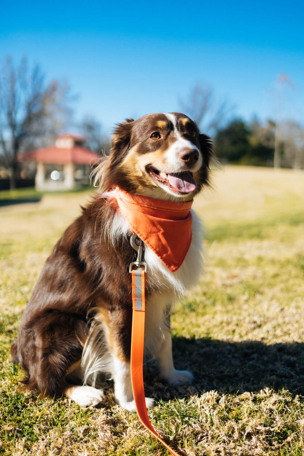 baxter dog leash