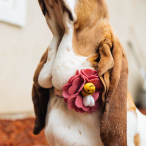 basset hound side bee flower