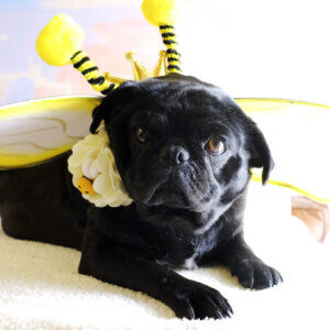 pug bumble bee costume
