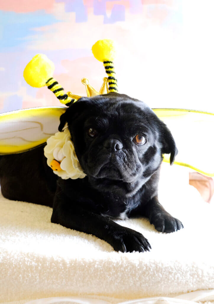 pug bumble bee costume