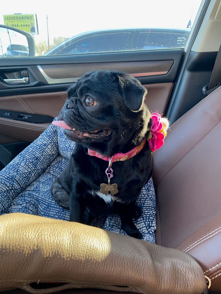 Sesame black pug in pink collar