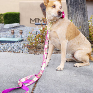 fox audrey voile collar and flower