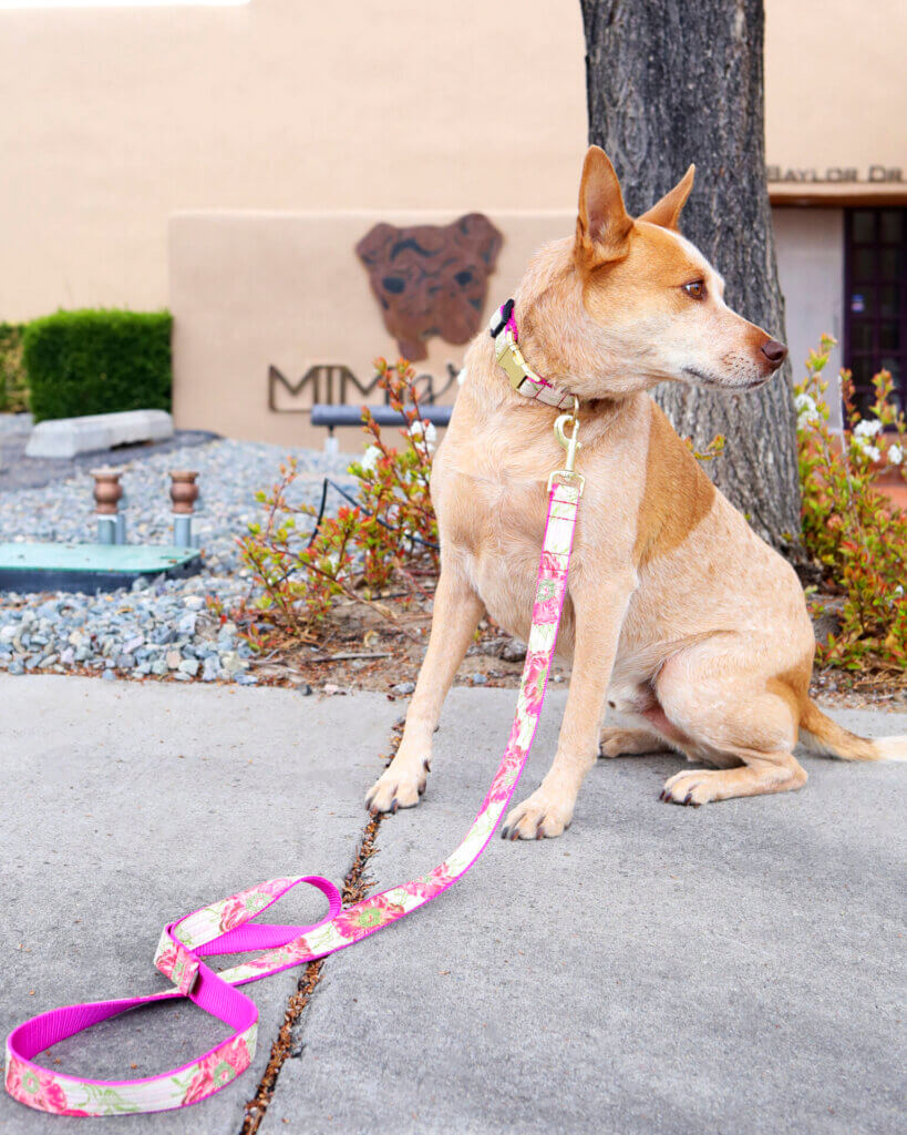 fox the heeler floral dog collar and leash