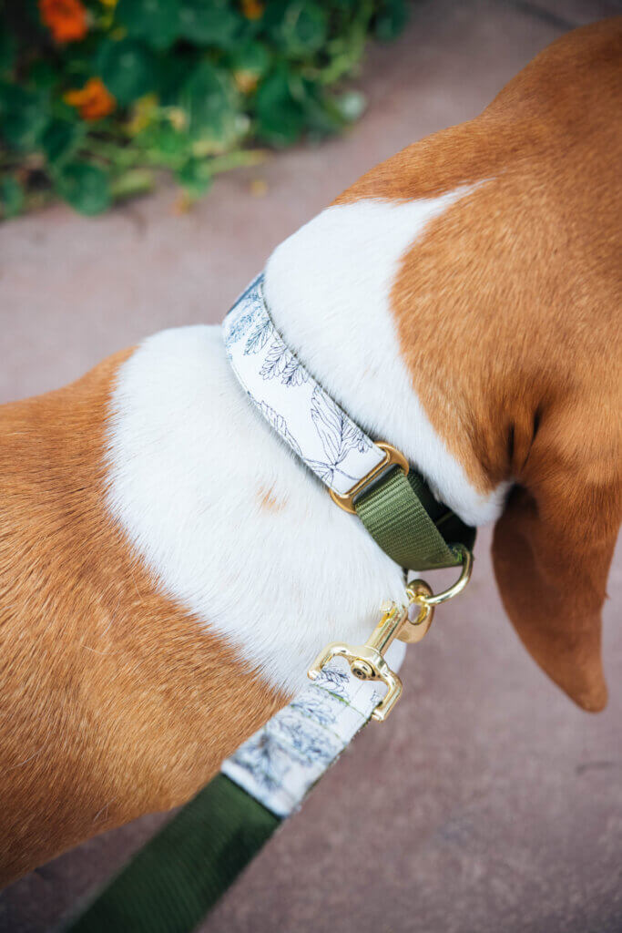 Basset Martingale Botanica