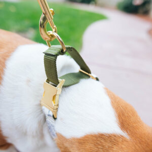 Botanica Martingale on Basset hound
