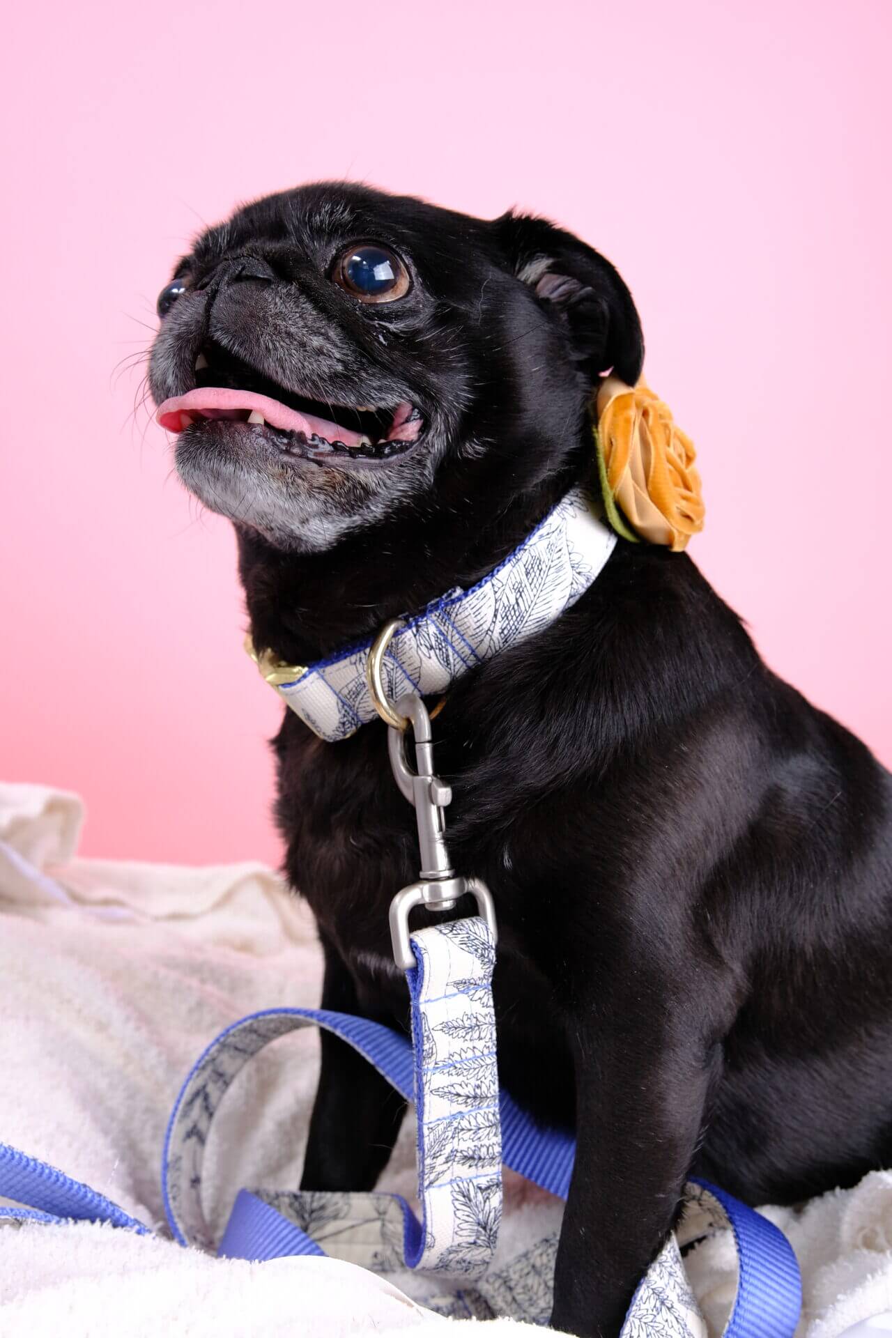 Daisy Pug in bontanica canvas dog collar