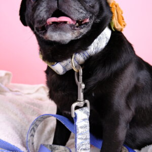 Daisy Pug in Botanic canvas and velvet rose