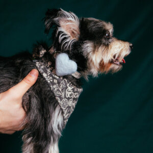 Light Blue Heart on Terrier