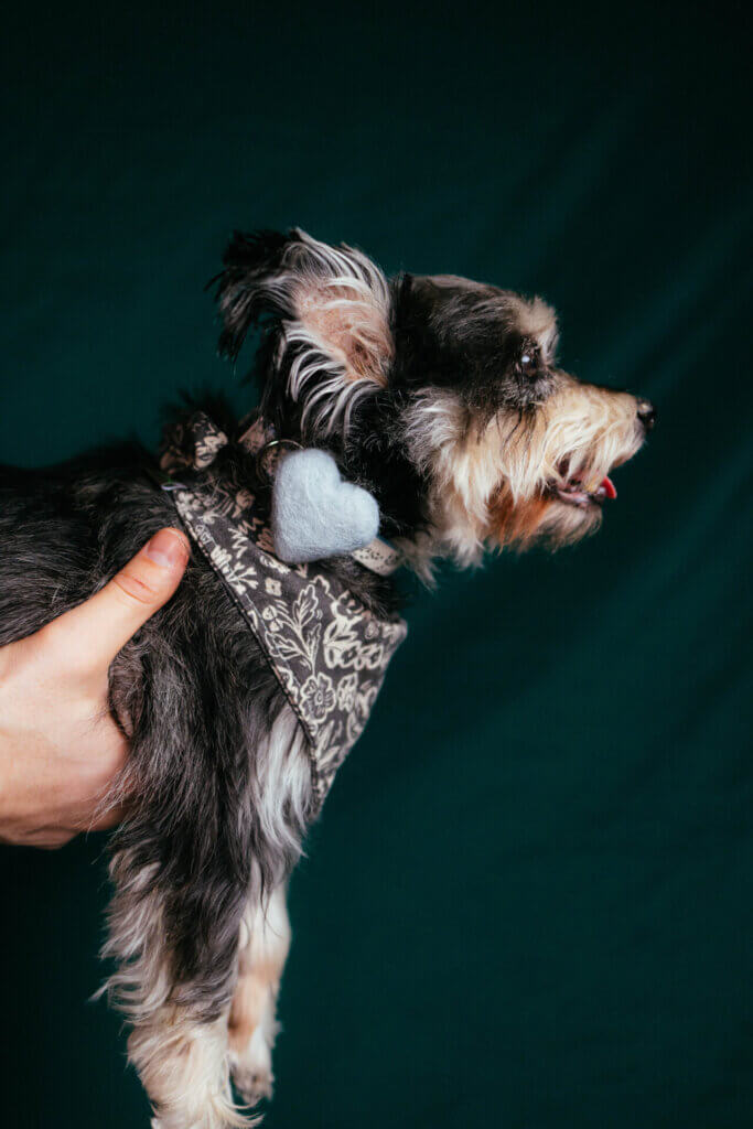 Light Blue Heart on Terrier