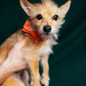 Pumpkin in velveteen bow tie tangerine