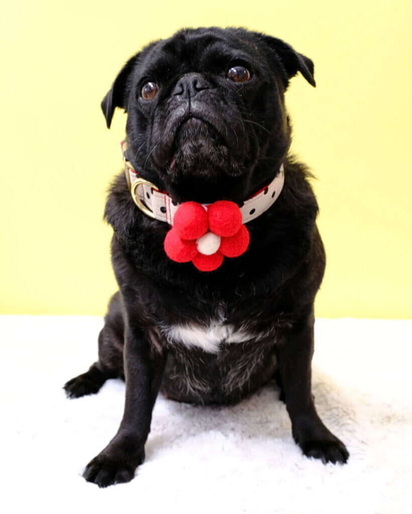 Sesame Valentines Dottie Canvas with Bubble Flower