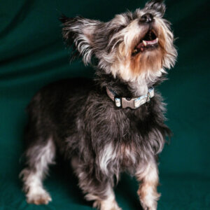 blip bark journey collar