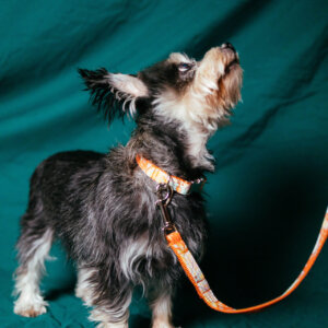 blip voile collar and leash