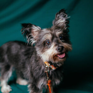 blip yorkshire terriersmile in voile collar