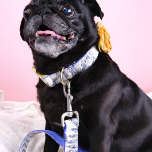 botanical dog collar pug engraved