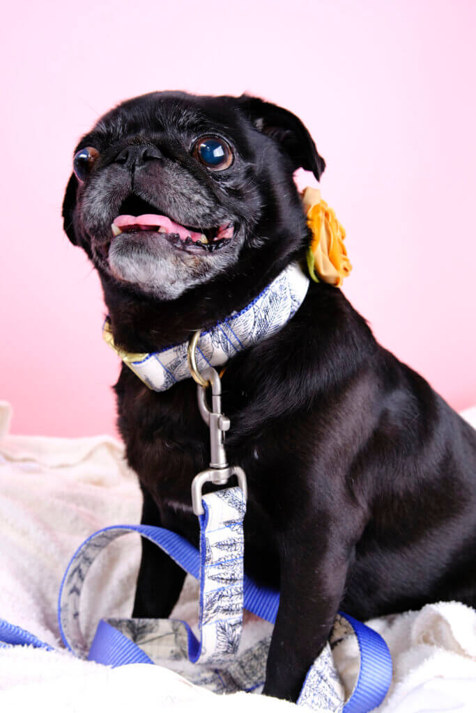 botanical dog collar pug engraved