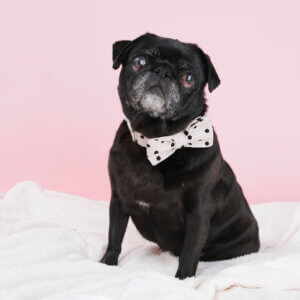 bow tie polka dot daisy pug