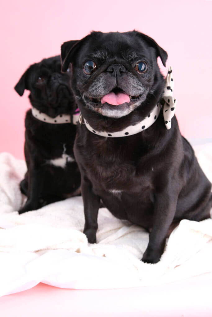 dottie collar and bow tie on daisy pug