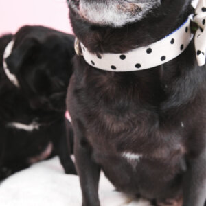 dottie polka dot dog collar black white pug