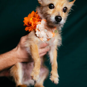 lotus and water lily on pumpkin