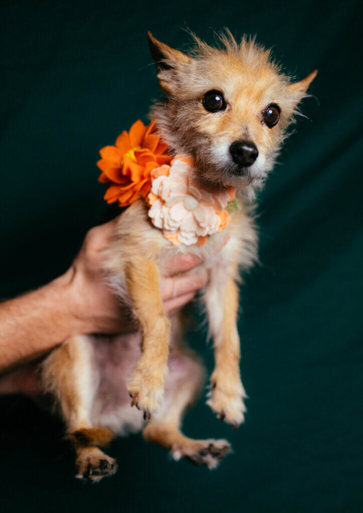 lotus and water lily on pumpkin