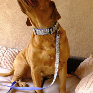 mastiff big dog collar botanical neutral simple modern