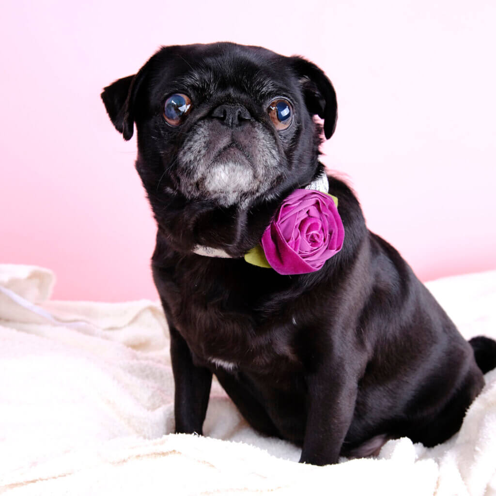 pug dog collar flower purple velvet rose