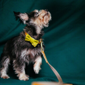 terrier blip velvet leash
