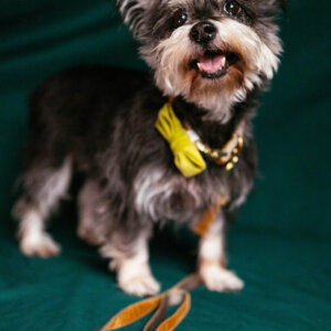 terrier smile bow velvet
