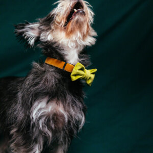 yorkshire terrier in velvet collar bowtie