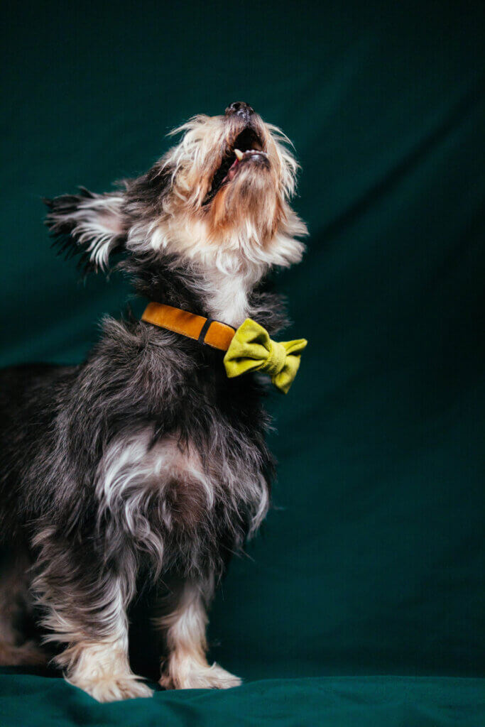 yorkshire terrier in velvet collar bowtie