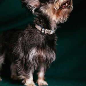 yorkshire terrier journey