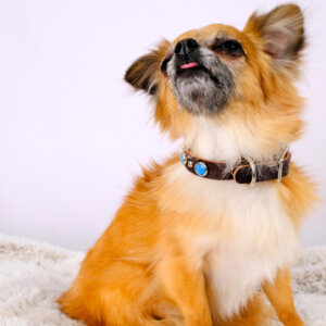Turquoise Leather Dog Collar on Chihuahua