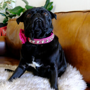 luxe jeweled studded dog collar pink diamonds